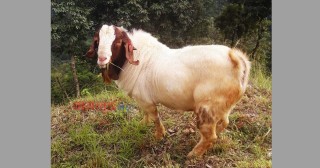 बागलुङमा एउटै बोकाको मूल्य ४ लाख