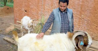 एउटै बोका १८१ किलो, हेर्न आउनेको ओइरो