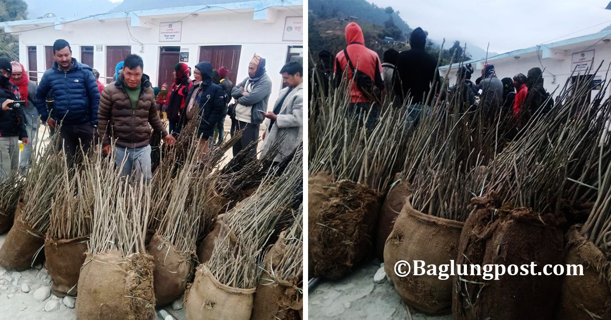ताराखोलामा ६ सय किसानले व्यवसायिक फलफूल खेती गर्दै 
