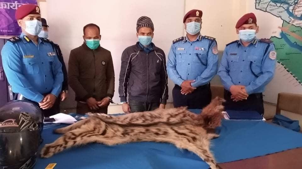 बाघको छालासहित २ जना  पक्राउ