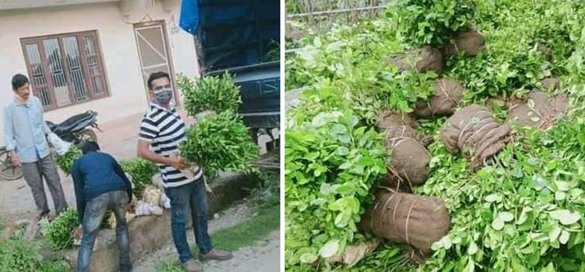 गलकोटका कृषकलाई ४९ हजार घाँस तथा फलफूलका विरुवा वितरण 