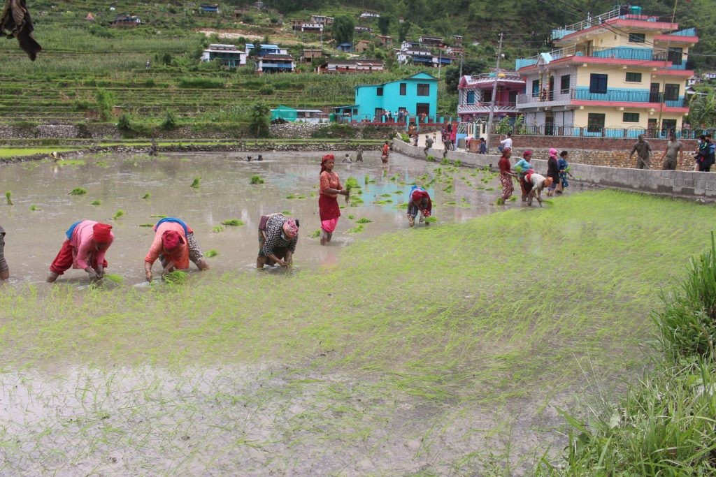  बागलुङमा ९८ प्रतिशत रोपाइँ 