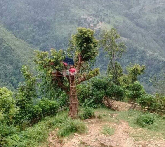 अनलाइन कक्षाका लागि रुखमा डेरा