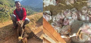 कुखुरा खान आएको चितुवाकाे गर्धन समातेपछि...