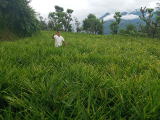 आधा दशक विदेशमा बिताएका क्षेत्रीको लोभ लाग्दाे अदुवा खेती