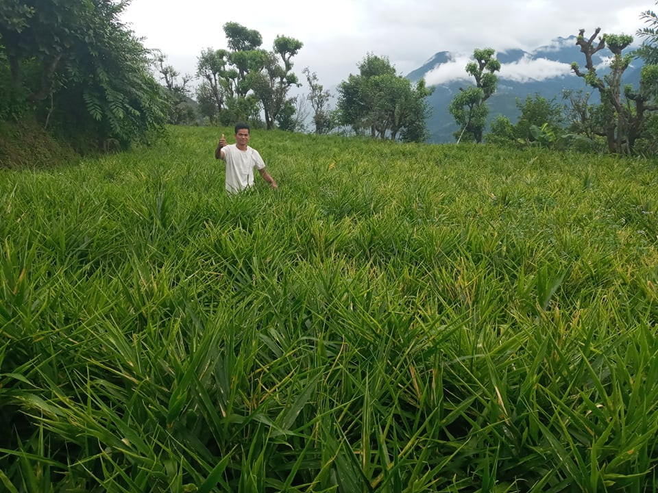 आधा दशक विदेशमा बिताएका क्षेत्रीको लोभ लाग्दाे अदुवा खेती