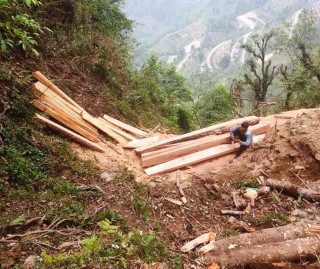 निसीखोलाको वनमा बडिगाडका स्थानीयले रुख फँडानी गरेको गुनासो 