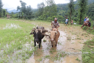 अनुदानमा आधुनिक हलोको ताँती, किसानलाई हल गोरुनै जाती
