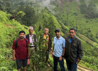 बागलुङको दमेकमामा लगाइयोे दुई हजार ८०० सुन्तलाका विरुवा
