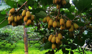 गलकोटका शर्माको लोभलाग्दो किबीखेती   
