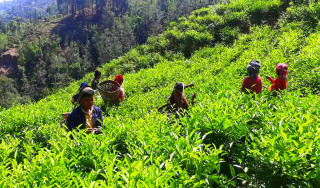 काठेखोलाको रेशमा चियाको व्यावसायिक उत्पादन सुरु