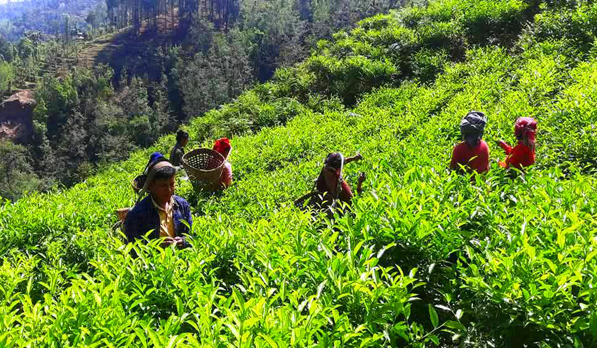 काठेखोलाको रेशमा चियाको व्यावसायिक उत्पादन सुरु