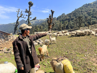नयाँ पुस्ताले चासो नदिँदा भेडापालन सङ्कटमा