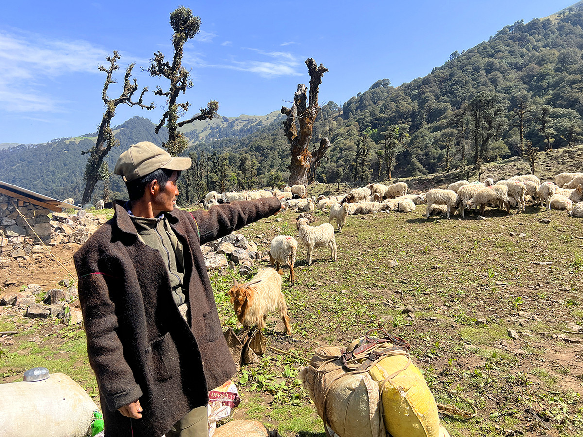 नयाँ पुस्ताले चासो नदिँदा भेडापालन सङ्कटमा