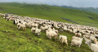 दसैँ सुरु भएसँगै बेसी झर्न थाले भेडीगोठ