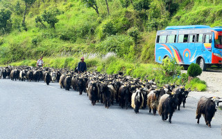 हिमाली च्याङ्ग्रा पहाड र तराईका मुख्य बजारमा
