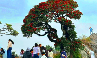 गुराँस हेर्न रायराँयकोट